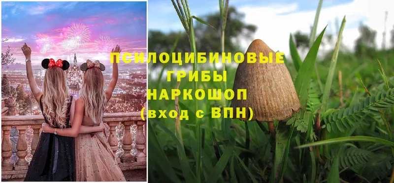 Псилоцибиновые грибы Psilocybine cubensis  Камбарка 